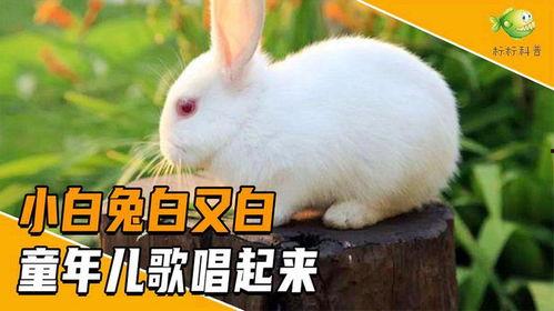 小白兔会吃小瓜吗视频,揭秘兔子饮食之谜