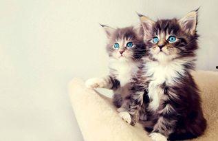 相扑猫全季酒店吃瓜视频,一场萌宠与美食的盛宴