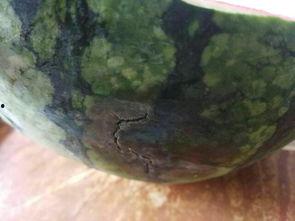 吃西瓜吃到坏瓜怎么办视频,西瓜坏瓜问题解决方案