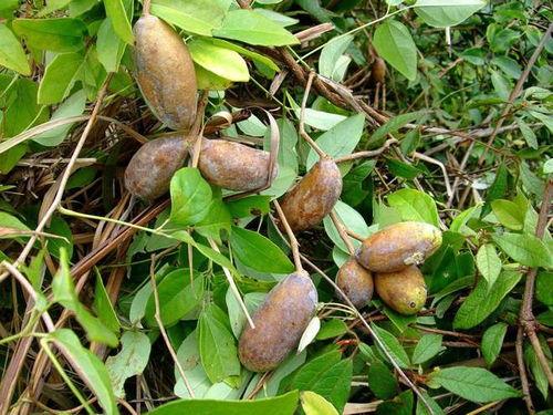 吃八月瓜土土的视频,探寻民间美食的独特魅力