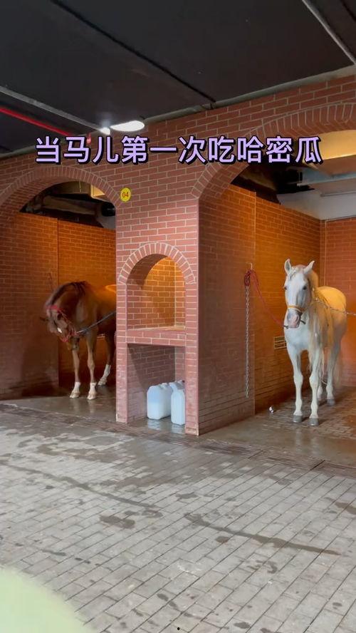 马儿第一次吃哈密瓜视频,萌态十足引网友热议