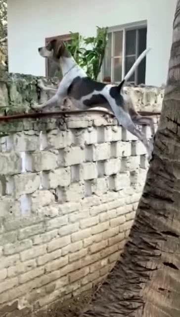 看热闹的吃瓜狗子视频,萌态百出引网友爆笑